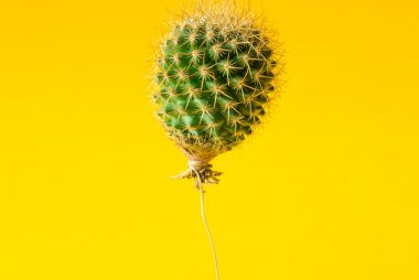 Globo cactus